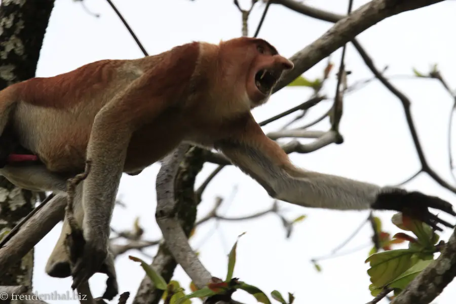 Nasenaffe auf Borneo