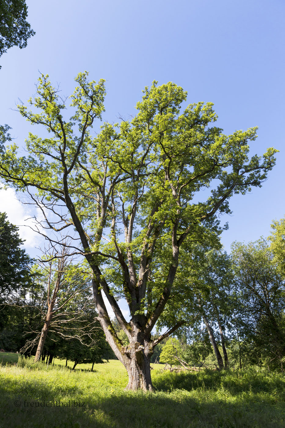 Eiche oberhalb bei Bad Boll