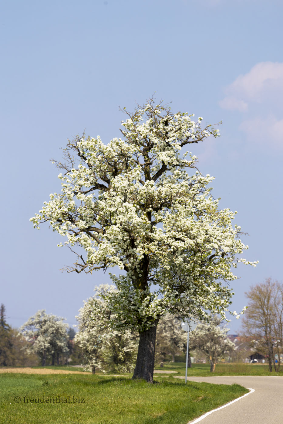 Birnenblüte bei Lorch