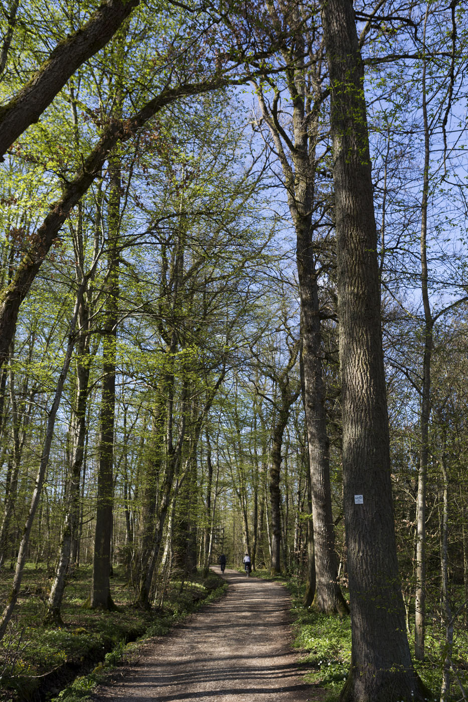 Wanderweg auf dem Limes