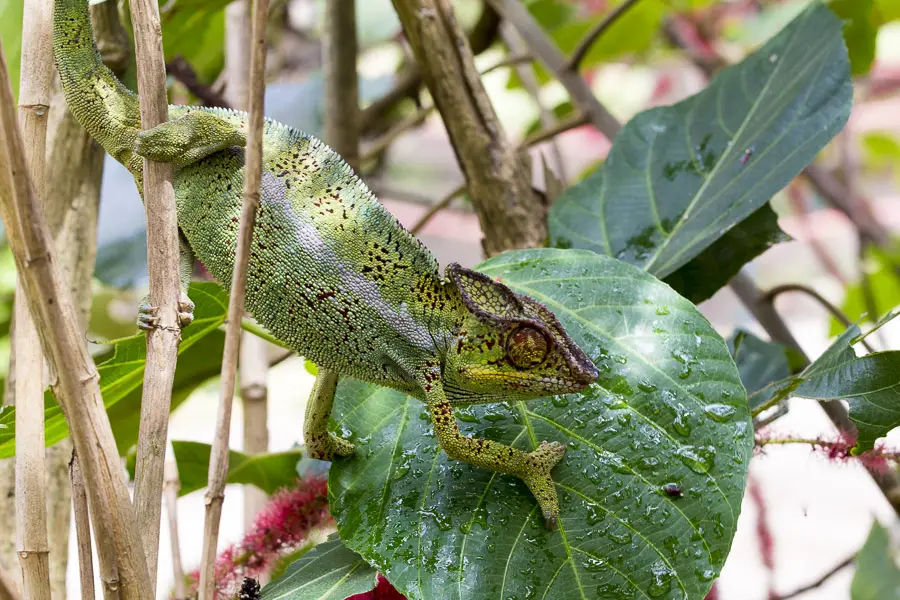 Ein Pantherchamäleon (Furcifer pardalis) im Garten Eden von La Réunion