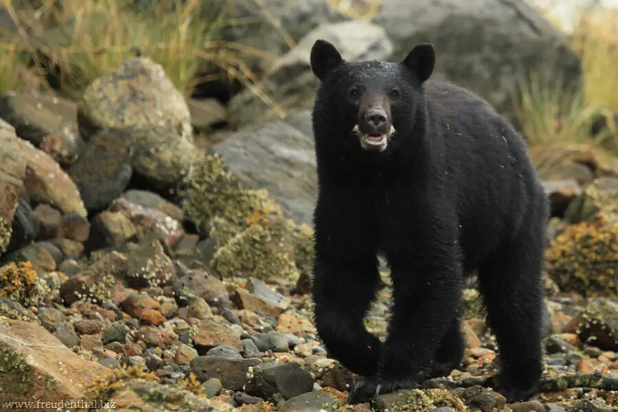 Clayoquot Sound | Schwarzbären bei Tofino