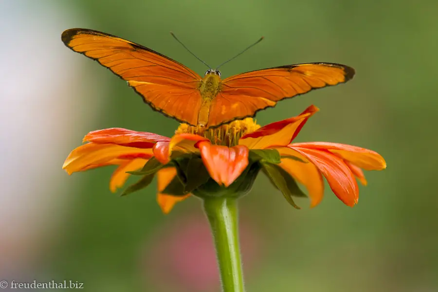 Brauner Siproeta Falter auf Blüte im Quindío Botanical Garden.