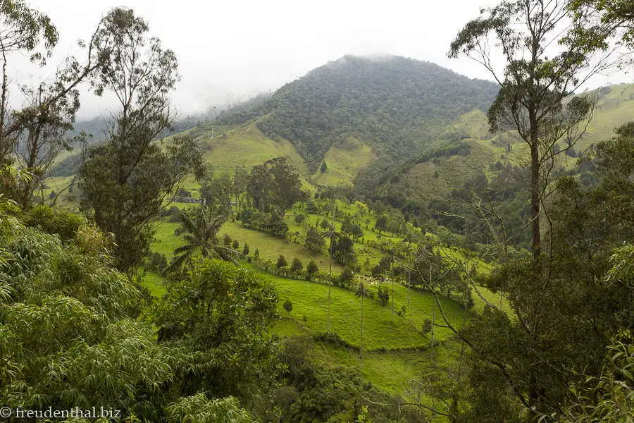 Hier ist das Tal der Quindio-Wachspalme in Kolumbien.