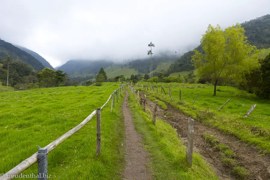 Wanderweg im Valle del Cocora von Kolumbien.