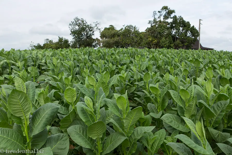 Tabakplantage bei Pinar del Rio