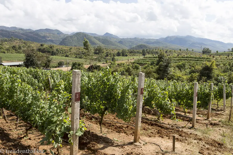 Weinanbaugebiet beim Inle-See von Myanmar