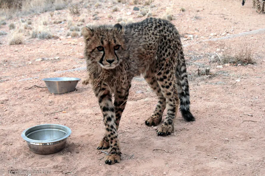 struppiger Gepard bei der Hammerstein Lodge