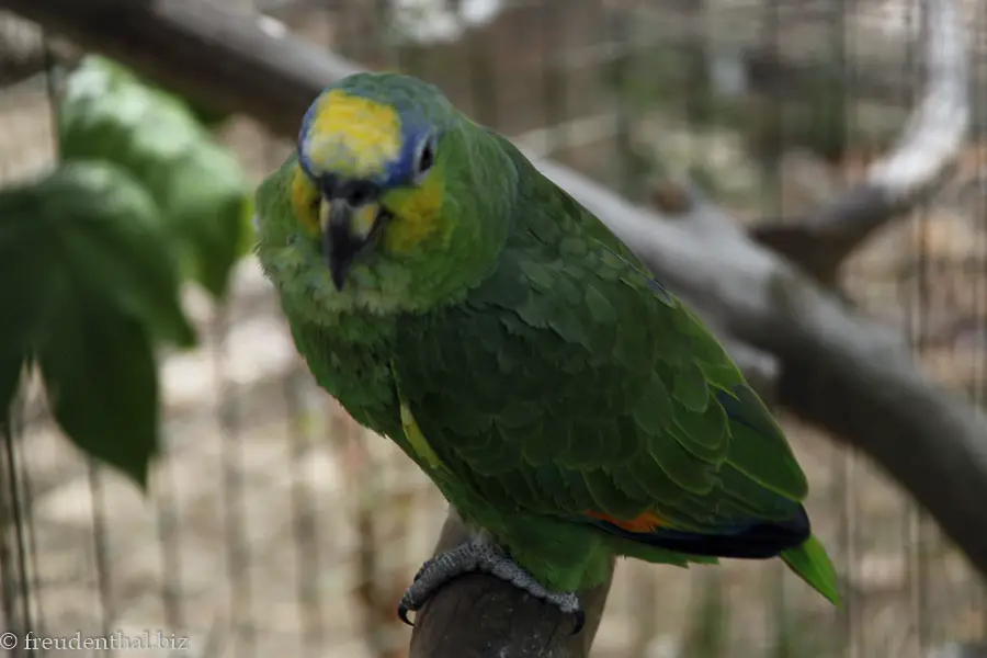 Venezuela-Amazone (Amazona amazonica)