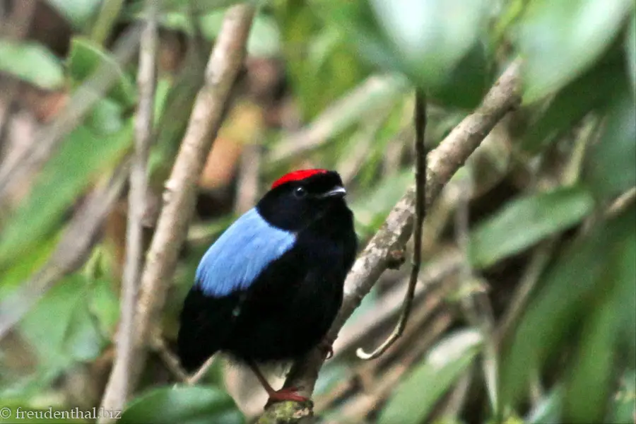 Prachtpipra (Blue-backed Manakin, Chiroxiphia pareola)