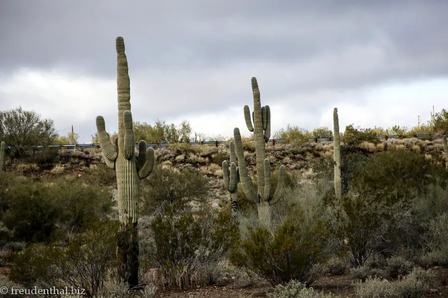 Saguaro Kakteen in der Sonora-Wüste