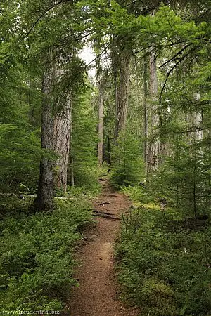 Trail zum Helmcken Falls South