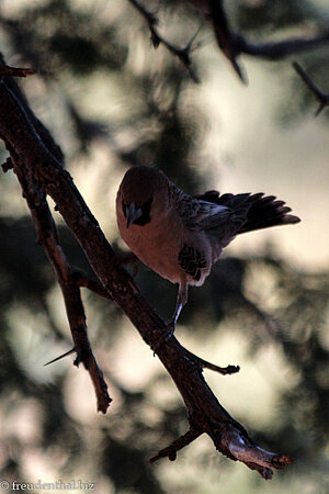 Siedlerwebervogel bei der Anib Lodge