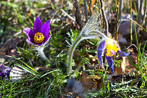 Gewöhnliche Küchenschelle (Pulsatilla vulgaris)