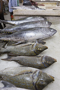 beim Fischmarkt des Salalah Central Market