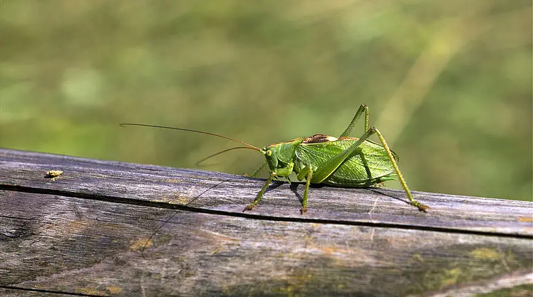 Zwitscherschrecke oder auch Zwitscherheupferd