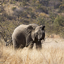 Reisen in Afrika