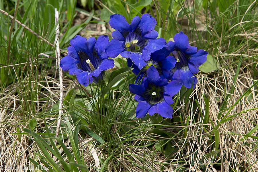 Clusius-Enzian (Gentiana clusii)