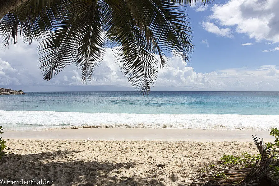 Blick aus den Palmen - Anse Intendance