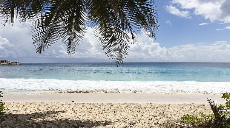 Palmen am Strand der Anse Intendance