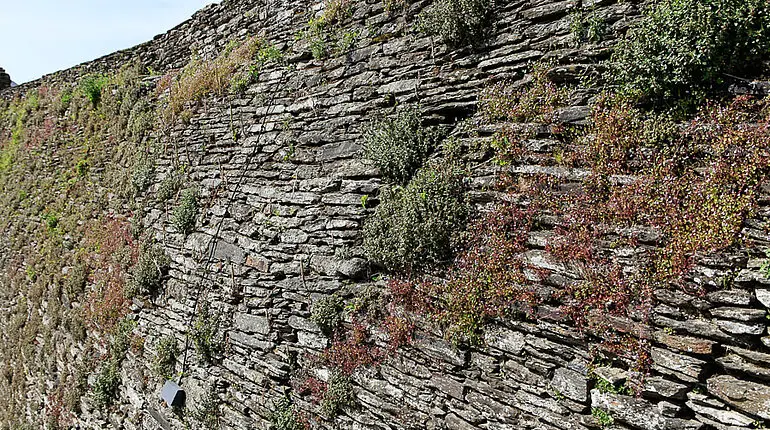 zugewachsene Stadtmauer