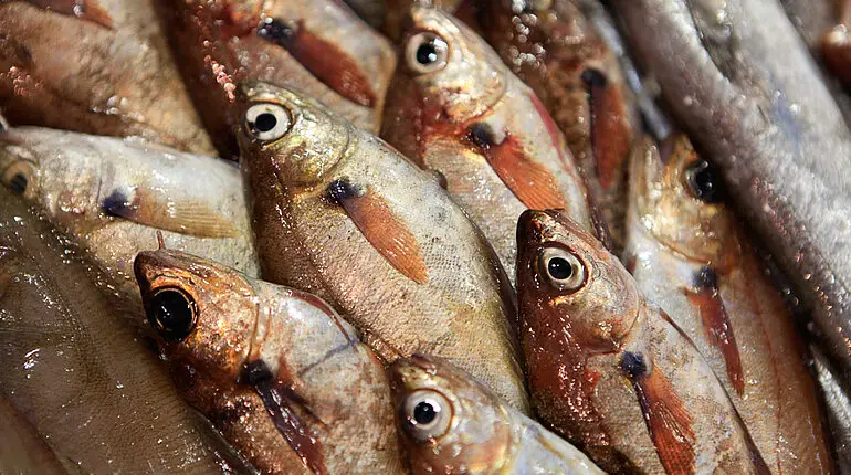 Fische im Mercado de Abastos