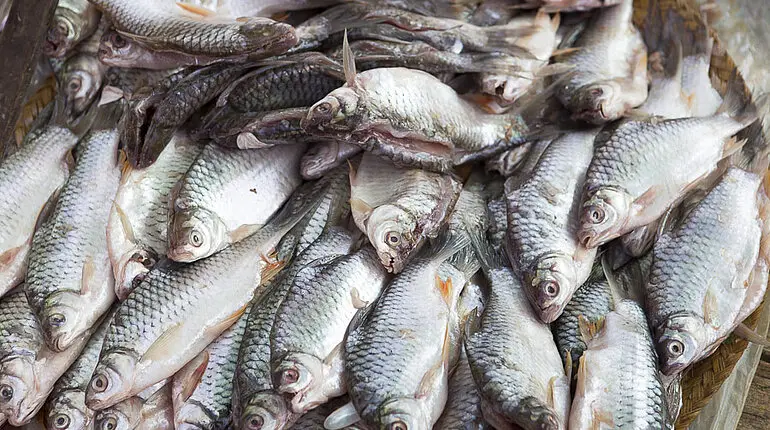 Fisch beim Fünf-Tage-Markt am Inle-See