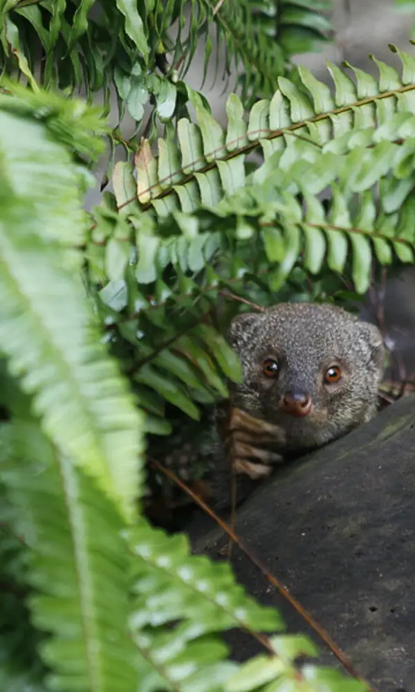 Mungo im La Vanille Nature Park auf Mauritius