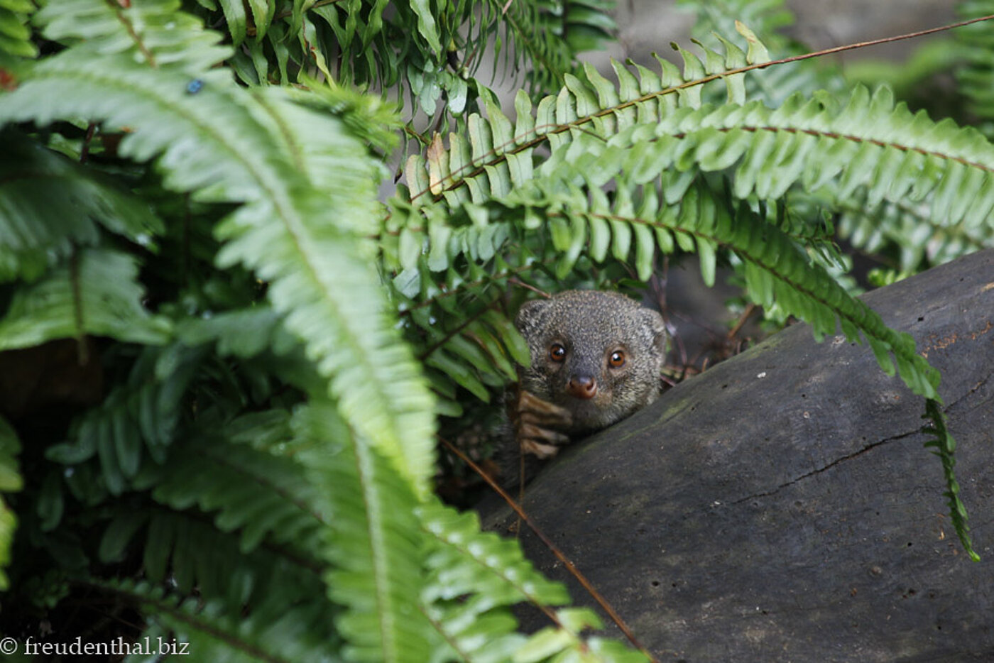 Mungo im La Vanille Nature Park auf Mauritius