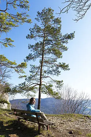 Kiefer auf dem Triebfelsen