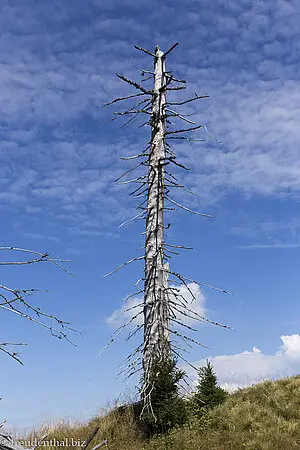 Reste einer Tanne beim Alpspitz