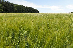 Weizenfelder bei Justingen