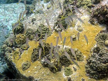 Schnorcheln bei Young Island, St. Vincent