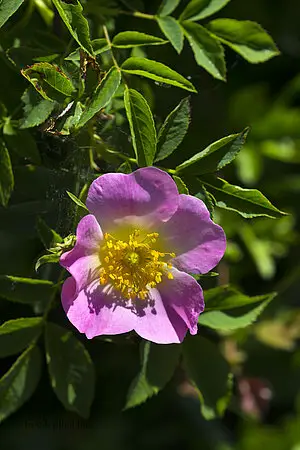 Heckenrose bei Apfelstetten