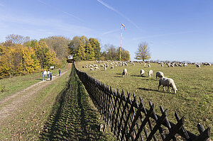 Schafe und Flugplatz Kaltes Feld