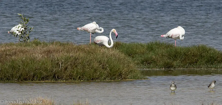 Flamingos bei der Lagune Khawr Ad Dahariz