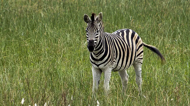 Zebra im iSimangaliso Wetland Park von St. Lucia