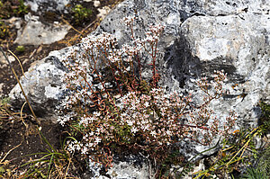 Weißer Mauerpfeffer auf dem Knoblauchfels