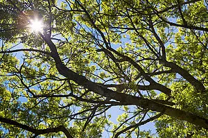 Wald und Himmel über der Bassgeige