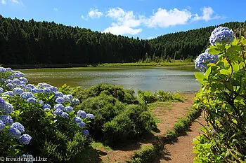 Idylle aus Hortensien, Wald und Lagoa Canario