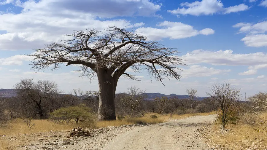 typisch für das nördliche Südafrika: Baobab