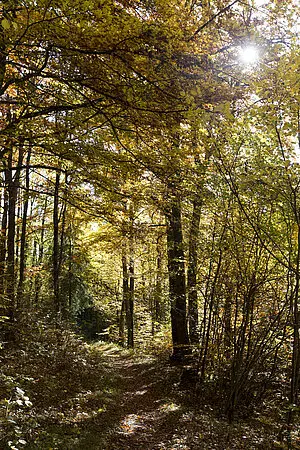 Waldpfad beim Kalten Feld