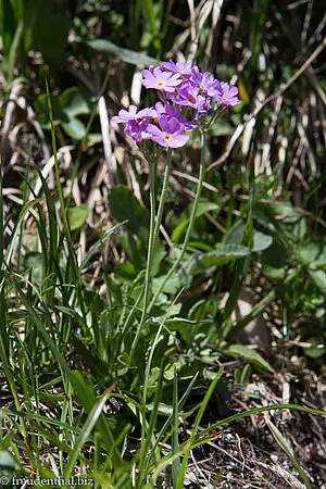 Gewelltrandige Primel (Primula marginata)