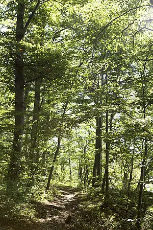 Waldweg am Dreifürstensteig