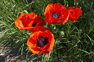 Klatschmohn bei Buttenhausen