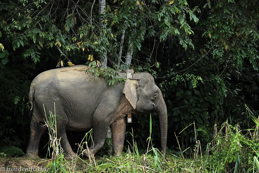 Borneo-Elefanten am Ufer des Kinabatangan