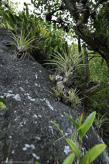 mit Tillandsien bewachsener Baum auf Duvernette Island