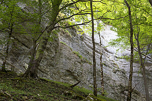 Triebfelsen bei der Hossinger Leiter