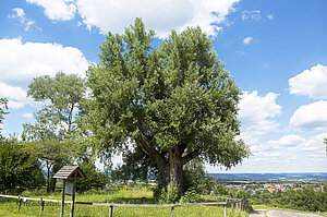 Wanderung auf der Berta-Hörnle-Tour