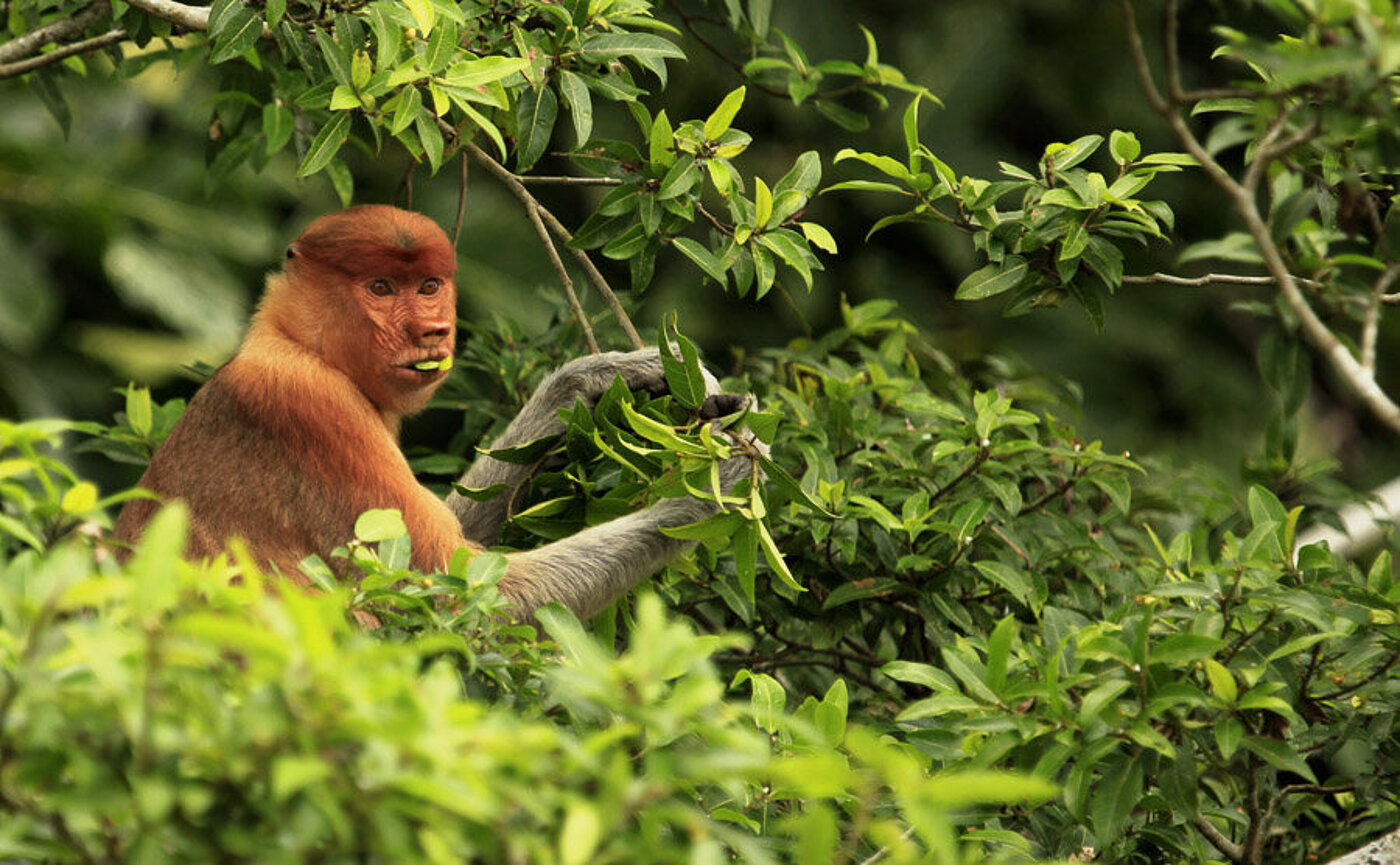 Nasenaffe bei der Futtersuche am Kinabatangan River